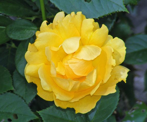 Julia Child photo jc2014_07300036_zps3c814e04.jpg